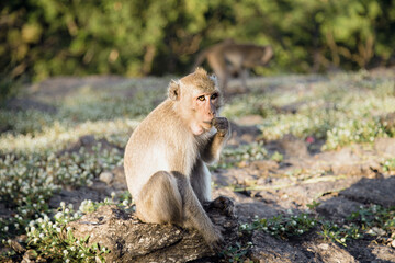 Obraz premium close up shot of monkey sitting on the floor