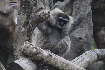 white faced spider monkey