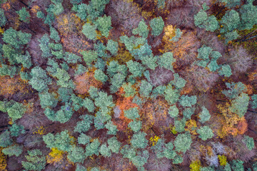 Fototapeta na wymiar Drone photo of treetops in Wiaczyn landscape park near Lodz city, Poland