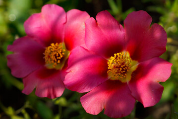 Fototapeta na wymiar Pink purslane flowers close up
