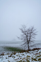 A lone tree sits in the foreground of a snowy field in Ontario, with a second copse of trees barely visible in the background, lost in the thick fog.