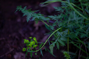 Euphorbia esula, commonly known as green spurge or leafy spurge, is a species of spurge native to central and southern Europe, and eastward through most of Asia north of the Himalaya to Korea. 
