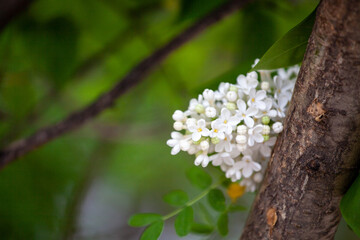 Syringa reticulata, the Japanese tree lilac. is a species of flowering plant in the family Oleaceae native to eastern Asia, which is grown as an ornamental in Europe and North America.
