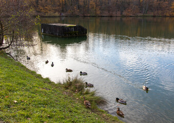 Ducks in a pond with a forest in the background