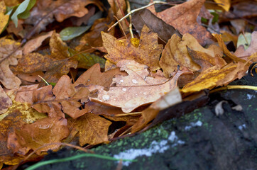 Photo of brown maple leaves autumn background