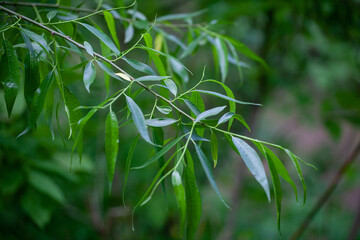 Willows, also called sallows and osiers, form the genus Salix, around 400 species of deciduous trees and shrubs, found primarily on moist soils in cold and temperate regions of the Northern Hemisphere