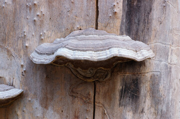 Mature bracket fungus on dead tree