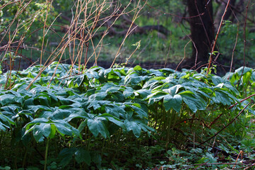 Wild mayapple emerging in the forest in spring