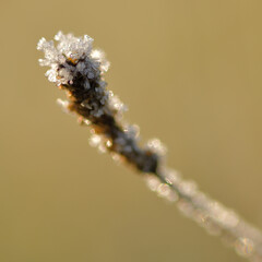 Eiskristalle auf einem Grasähre