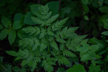 Osmorhiza is a genus of perennial herbs, known generally as sweet cicely, sweetcicely, or...