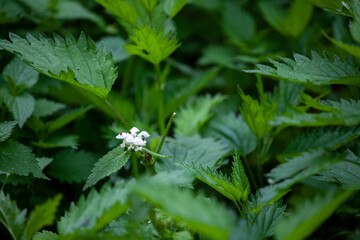 Lamium album, commonly called white nettle or white dead-nettle, is a flowering plant in the family Lamiaceae.