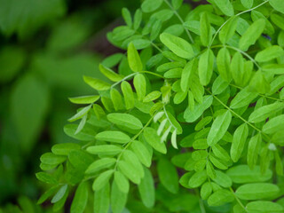 Caragana arborescens, the Siberian peashrub, Siberian pea-tree, or caragana. It was taken to the United States by Eurasian immigrants, who used it as a food source while travelling west.