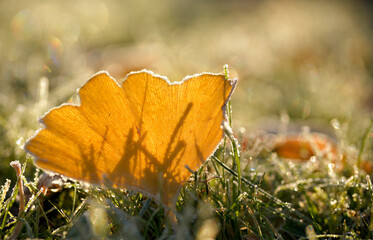 Ein Ginkgoblatt im gefrorenen Gras im Morgenlicht