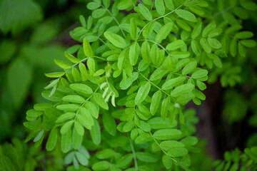 green fern leaves