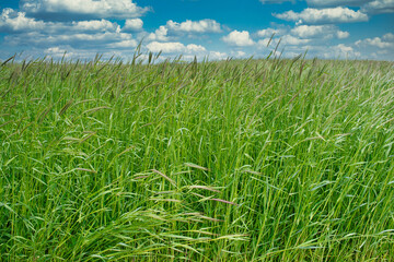 Hohes Gras auf einer Sommerwiese