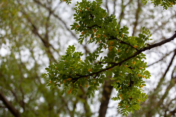 Caragana arborescens, the Siberian peashrub, Siberian pea-tree, or caragana. It was taken to the United States by Eurasian immigrants, who used it as a food source while travelling west.