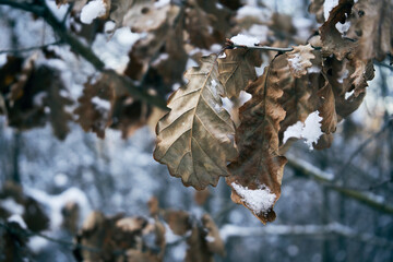 liście dębu pokryte śniegiem