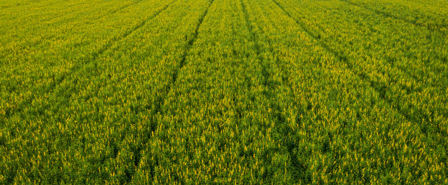 Aerial view from drone of crotalaria juncea fields, Panorama landscape.