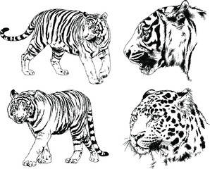 a set of vector drawings of various predators , tigers and lions, drawn in ink by hand, realistic for the logo