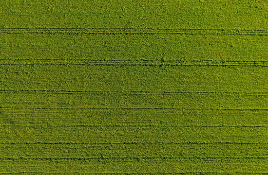 Aerial view from drone of crotalaria juncea fields, nature landscape.