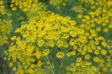Flowering dill, garden of aromatic herbs, medicinal, spice plant