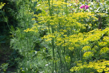 Flowering dill, garden of aromatic herbs, medicinal, spice plant