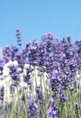 Field of Lavender, Lavandula angustifolia, Lavandula officinalis 