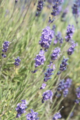 Field of Lavender, Lavandula angustifolia, Lavandula officinalis 