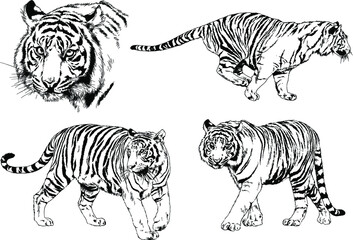 Fototapeta na wymiar a set of vector drawings of various predators , tigers and lions, drawn in ink by hand, realistic for the logo