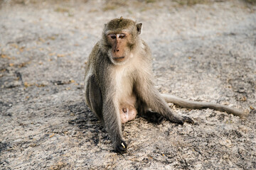 close up shot of monkey sitting on the floor