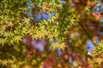 秋の紅葉