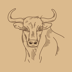 Cow or bull head. Hand drawn sketch in graphic style on brown background. Vintage vector illustration