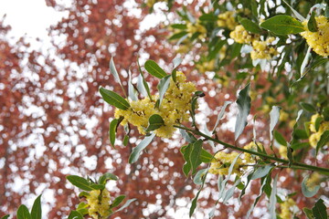 Flowering Laurus nobilis plant, branches with yellow flowers, Laurus azorica