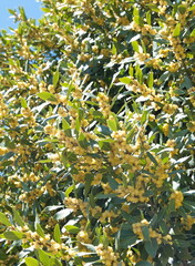 Flowering Laurus nobilis plant, branches with yellow flowers, Laurus azorica