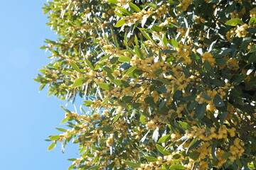 Fototapeta na wymiar Flowering Laurus nobilis plant, branches with yellow flowers, Laurus azorica