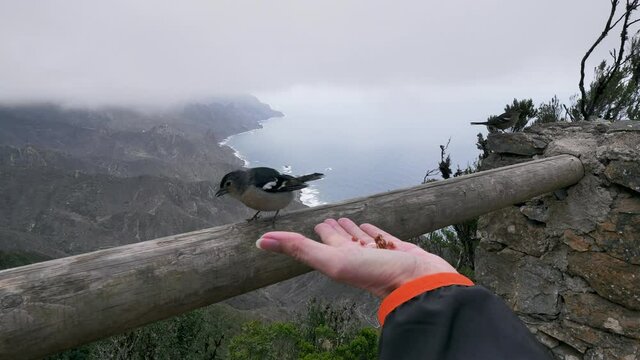 A bird eats on the hand of a woman at Biosphere Reserve of Anaga, Tenerife (Canary Islands) . HD cropped edit and slow-motion