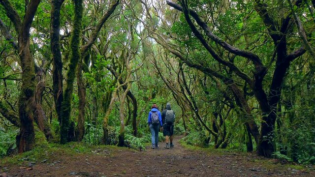 Static shot of hikers walking in the laurel forest at Biosphere Reserve of Anaga, Tenerife (Canary Islands)