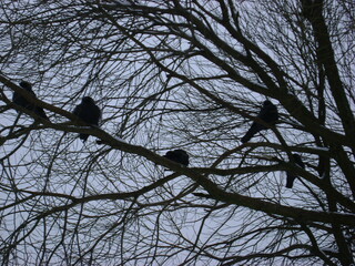jackdaws on a winter tree