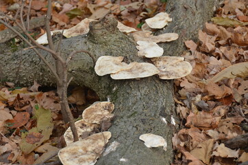 Fall in park Series