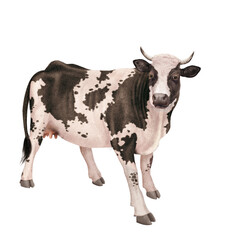 vache laitière, animal, ferme, bétail, blanc, noir et blanc, gazon, agriculture, bétail, boeuf, taureau, champ, alpage, mammifère, isolé, prairie, mollet, lait, nature, rural, vache laitière, vert, do