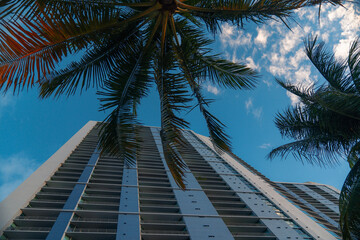 Fototapeta premium palm trees on the sky