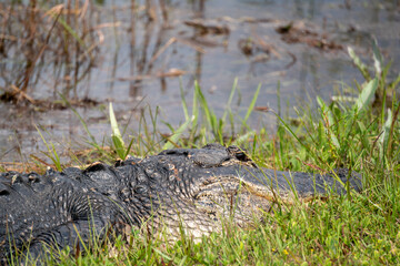 Side view of an alligator in the grass in Everglades National Park, Florida