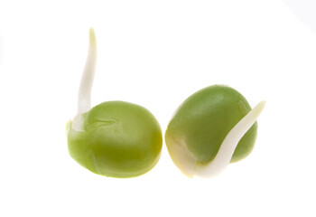 sprouted peas isolated