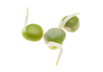 sprouted peas isolated