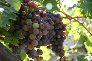 bunch of grapes