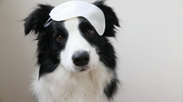 Do not disturb me, let me sleep. Funny cute smiling puppy dog border collie with sleeping eye mask isolated on white background. Rest, good night, siesta, insomnia, relaxation, tired, travel concept