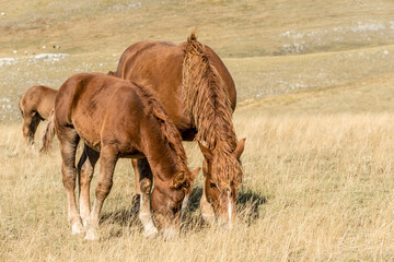 mare and foal pasturing on barren slope, near Filetto lake, Abruzzo, Italy