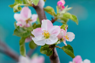 Fototapeta na wymiar Pink apple flowers close up on a blue and green background