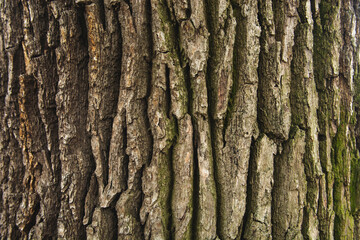 tree texture