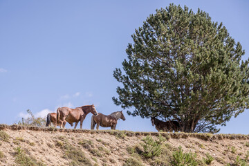 horses and tree on San Franco peak green slopes, Abruzzo, Italy